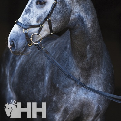 Cavalo cinzento com cabresto preto e argolas douradas em fundo escuro