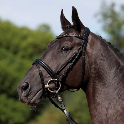 Cabeça de cavalo castanho escuro com rédea preta e ferragens douradas ao ar livre