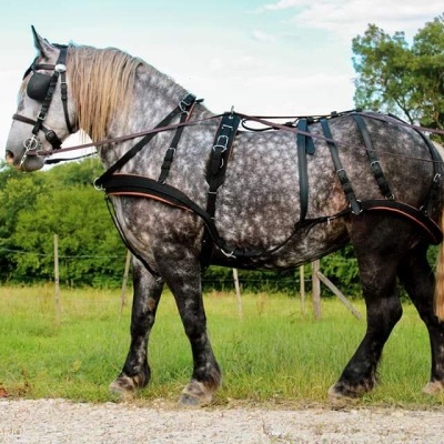 Cavalo cinzento com arreios de couro preto e castanho ao ar livre