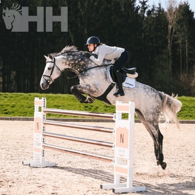 Cavalo cinzento a saltar barreira com cavaleiro em picadeiro de areia