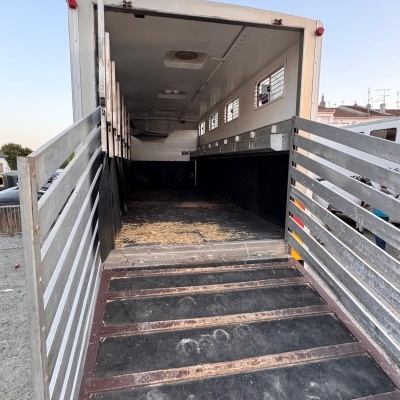 Interior de atrelado para transporte de animais com rampa aberta e paredes metálicas cinzentas