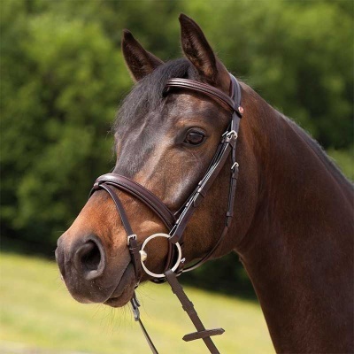 Cavalo castanho com arreios de couro castanho escuro e fivelas metálicas prateadas