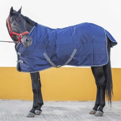 Cavalo preto com manta azul escura e cabresto vermelho