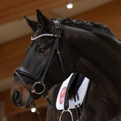 Cavalo preto com peitoral e manta branca acolchoada num estábulo interior