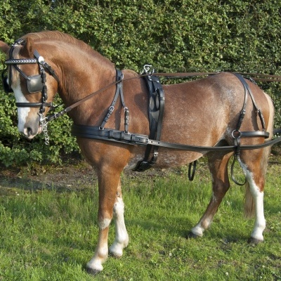 Cavalo castanho com arreios pretos e detalhes metálicos ao ar livre