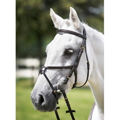 Cavalo branco com cabresto de couro castanho escuro com fivelas metálicas