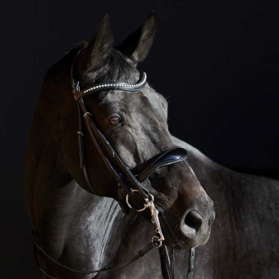 Cavalo preto com cabresto de couro preto e detalhes metálicos