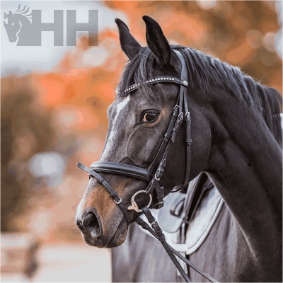 Cavalo castanho escuro com bridão preto e logotipo HH cinzento