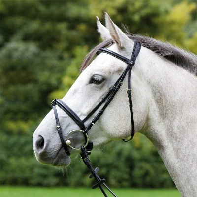 Cavalo branco com cabedal preto e freio metálico ao ar livre