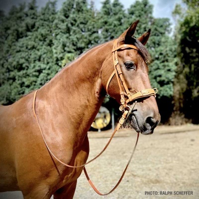 Cavalo castanho com bridão de couro e rédeas em ambiente exterior