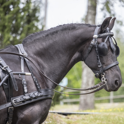 Cavalo preto com arreios e óculos escuros ao ar livre