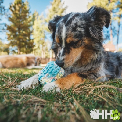 Cão com bola de borracha azul com relevo branco na relva ao ar livre