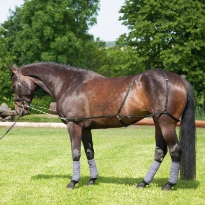 Cavalo castanho com arnês preto e peúgas cinzentas em relva verde