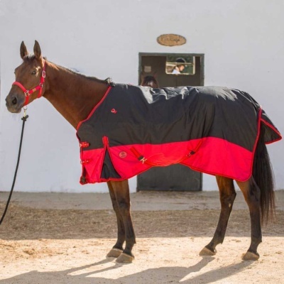 Cavalo castanho com pelego preto e vermelho e peitoral vermelho junto a parede branca