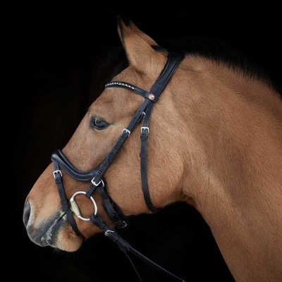 Cabeça de cavalo castanho com cabeçada preta e brilhantes