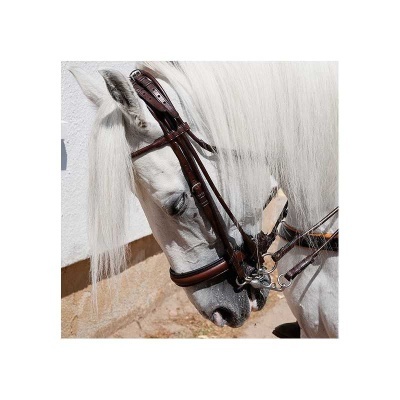 Cavalo branco com rédea castanha perto de uma parede branca