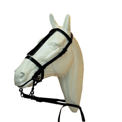 Cabeça de cavalo branca com cabeçada preta