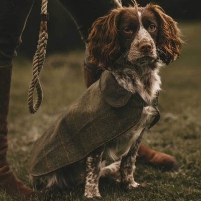 Cão com casaco verde-escuro e trela de corda junto a pessoa de botas castanhas