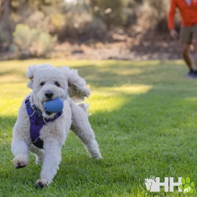 Cão com peitoral roxo a correr na relva com brinquedo azul na boca