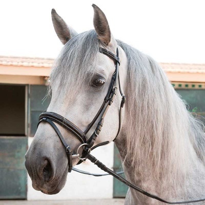 Cavalo cinzento com rédea e cabresto em pele preta em frente a estábulo