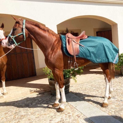 Cavalo castanho com cabresto e manta azul com sela castanha em área com pavimento de pedra.