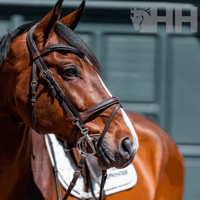 Cavalo castanho com rédea de couro e ferragens metálicas