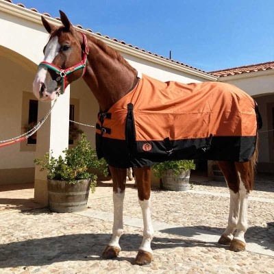 Cavalo com manta de proteção laranja e preta ao ar livre em área com chão de pedra