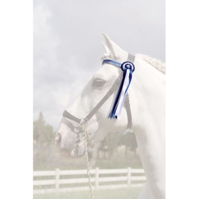 Cavalo branco com fita de prémio azul e branca no cabresto