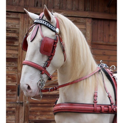 Cavalo com arreios de couro castanho-avermelhado e detalhes metálicos