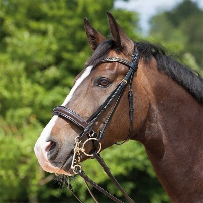 Cavalo castanho com rédea de couro castanho escuro e fivela dourada ao ar livre