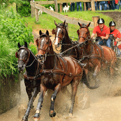 Quatro cavalos castanhos a trote na água com dois cavaleiros de camisolas vermelhas e capacetes pretos num ambiente rural