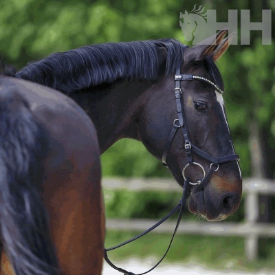 Cavalo castanho escuro com sela e rédea pretas em ambiente exterior