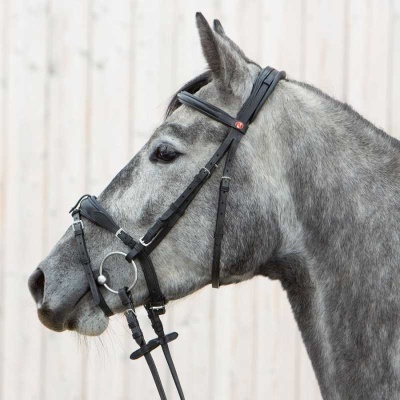 Cavalo cinzento com cabedal preto na cabeça