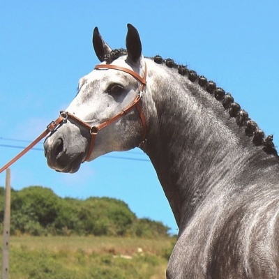Cavalo cinzento com trela castanha ao ar livre
