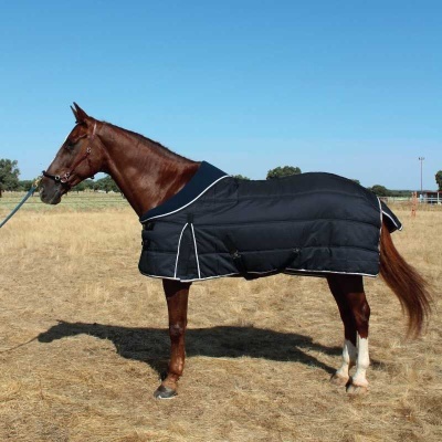 Cavalo castanho com manta preta acolchoada em campo seco e céu azul