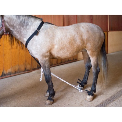 Cavalo cinzento claro com dispositivo nas patas traseiras num estábulo