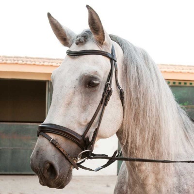 Cavalo branco com sela de couro preto em estábulo