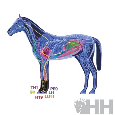 Modelo anatómico translúcido de cavalo azul com estruturas internas coloridas e texto