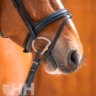 Focinho de cavalo castanho com peitoral de sela preto e metal prateado