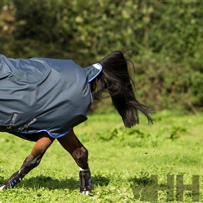 Cavalo castanho com manta e proteções azuis em campo verde