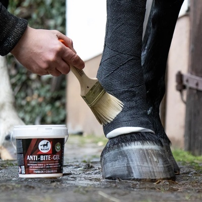 Aplicação de gel anti-picadas na perna de cavalo com proteção preta e pincel