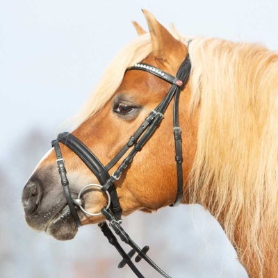 Cavalo castanho com crina loira usando rédea e cabresto de couro preto