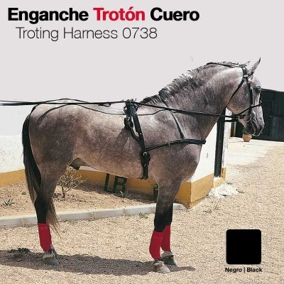Cavalo cinzento com enganche Trotón de couro preto e proteções vermelhas nas patas.