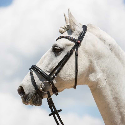 Cavalo branco com rédeas pretas em couro