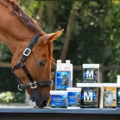 Cavalo castanho junto a produtos veterinários para cavalos sobre mesa preta ao ar livre