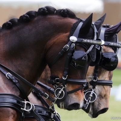 Dois cavalos castanhos com arreios pretos e redes nas orelhas lado a lado ao ar livre