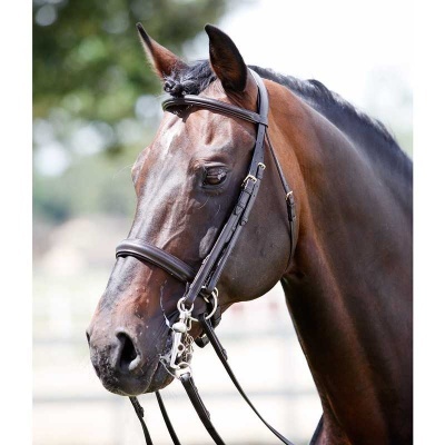 Cavalo com bridão de couro castanho e fivelas prateadas