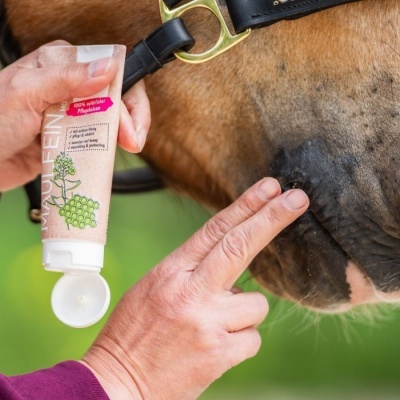 Pessoa a aplicar creme MYAQUEEN num focinho de cavalo castanho.