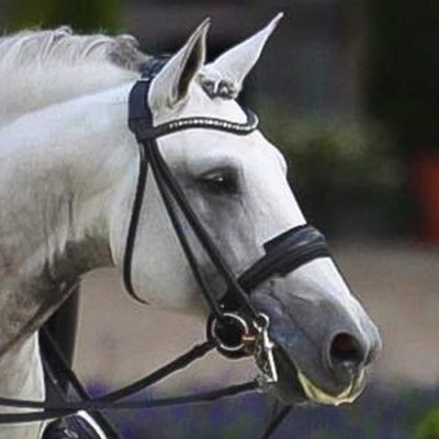 Cavalo branco com arreio preto e freio metálico ao ar livre