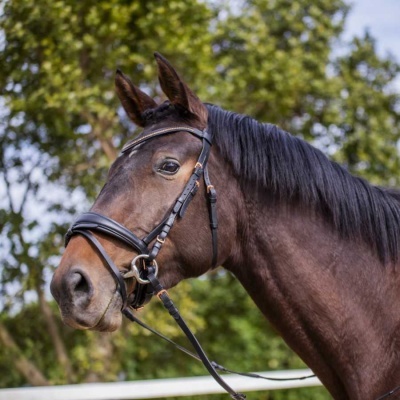 Cavalo castanho com freio de couro preto em ambiente exterior